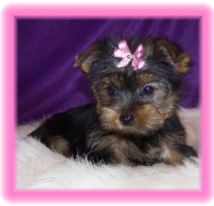 Female_Yorkie