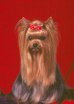 Female_Yorkshire_Terrier_3