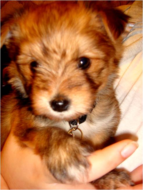 GINGER_6WKS_CUTE
