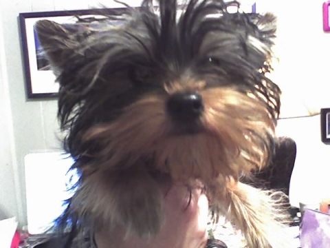 Gertie