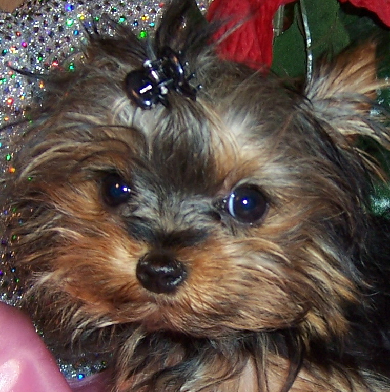 Gidget_05