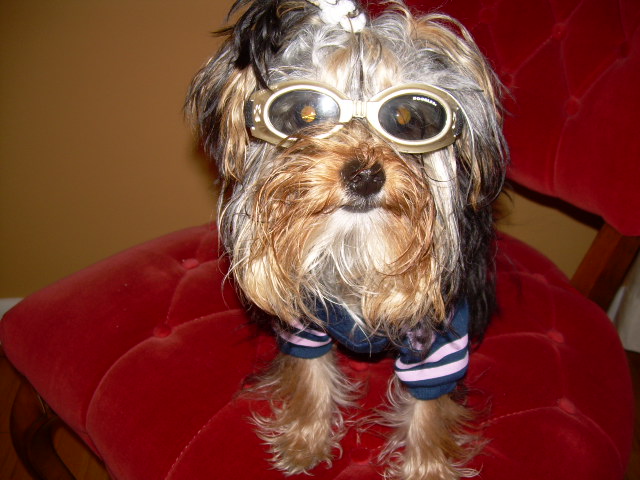 Gidget_loving_those_shades