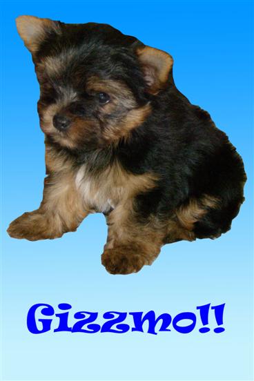 Gizzmo_