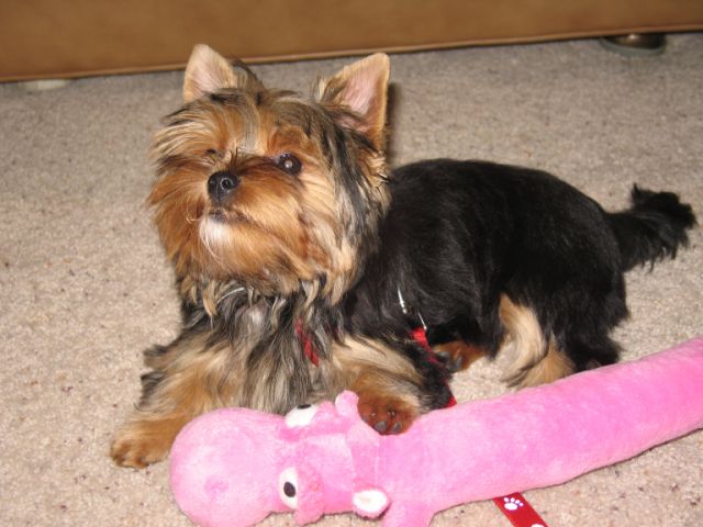 Gracie_June_2008_015