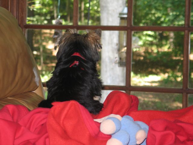 Gracie_bird_watching_060808