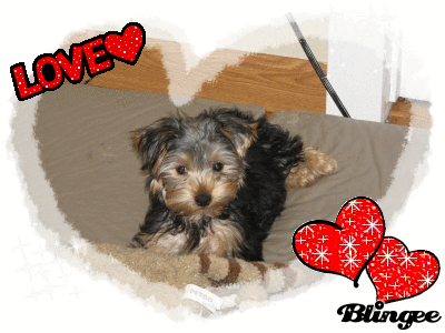 Harley_Love