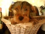 Hiro_in_basket