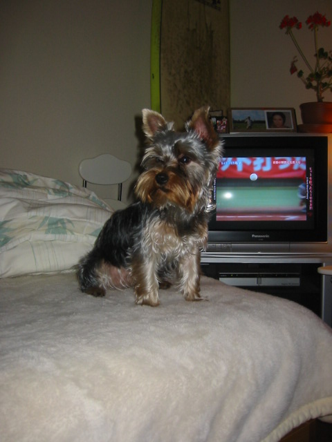 Holiday_Pictures_020