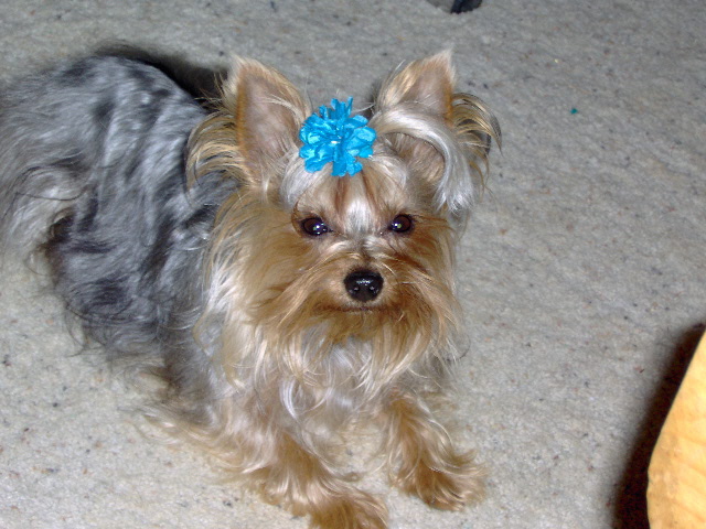 ITSY