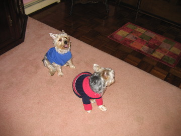I_Like_My_New_Blue_Sweater_Resized