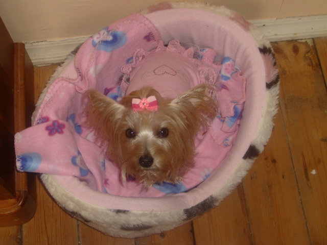 Indy_resized