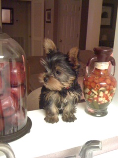 Izzy3
