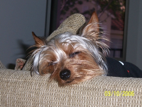 Jackson_Tired_Puppy