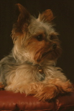 Joe