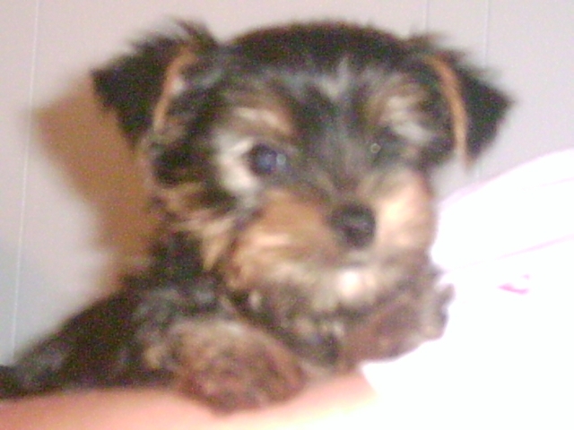 Kahlua_015