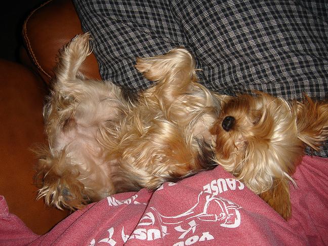 Kaya_Noel_belly_up1