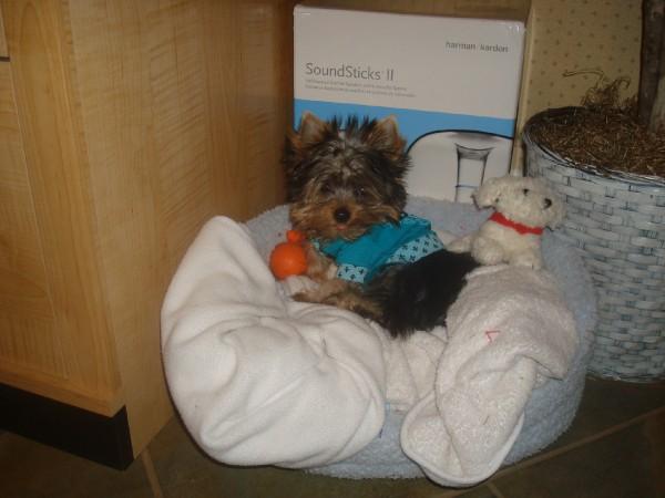 Kipper2
