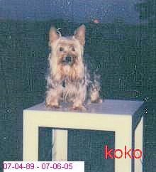 Koko_6yrs