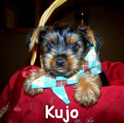 Kujo_puppy