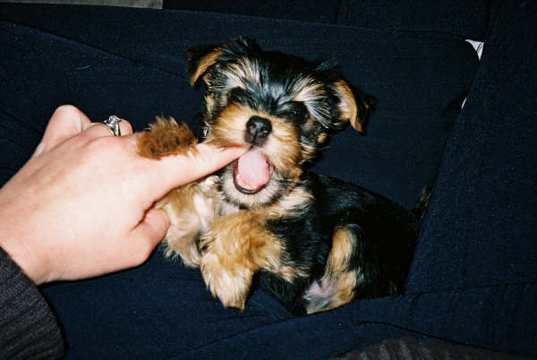 LAWteething