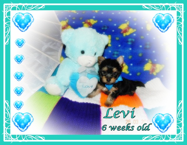 Levi_6_week