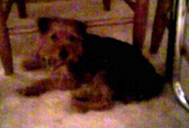 Lil_Bit_under_the_table2