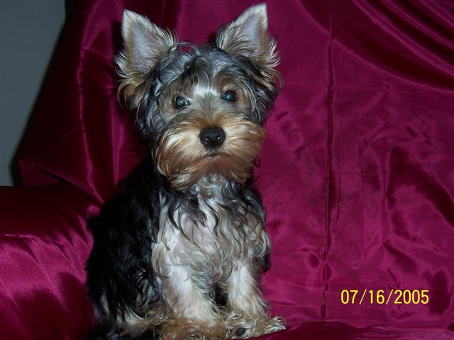 Lil_Man