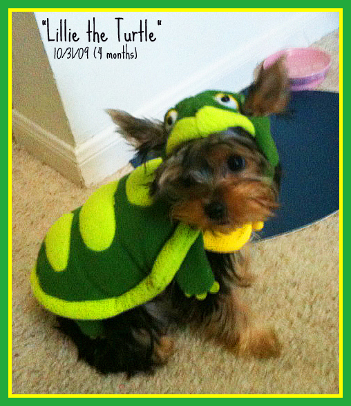 LillietheTurtle