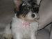 Lilly