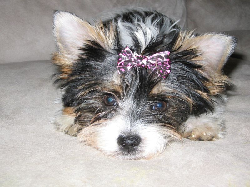 Lilly_14_weeks