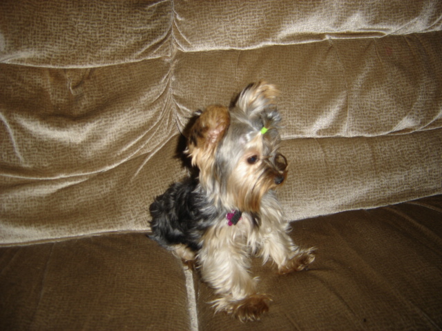 Little_Annie