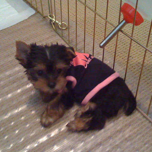 Lola_shirt