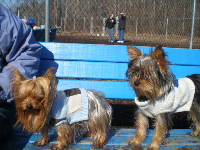 Love_at_first_site_Tuffie_meets_Coco_at_Bark_Park1