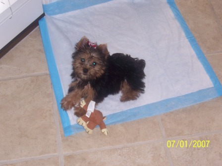 Lucycompress