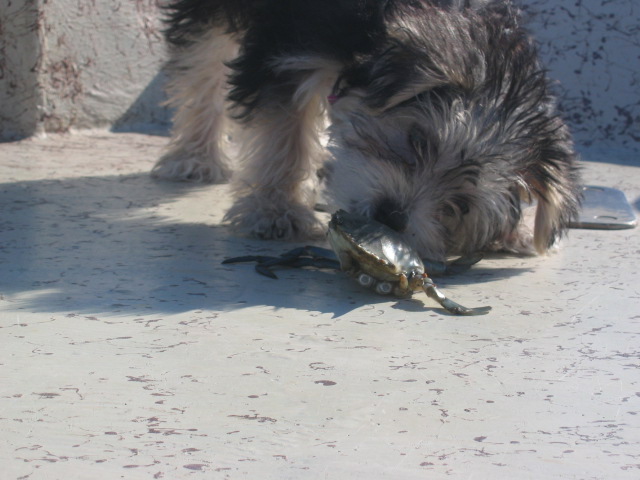 MYA_ATTACKING_CRAB