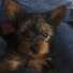 Macy_9wks