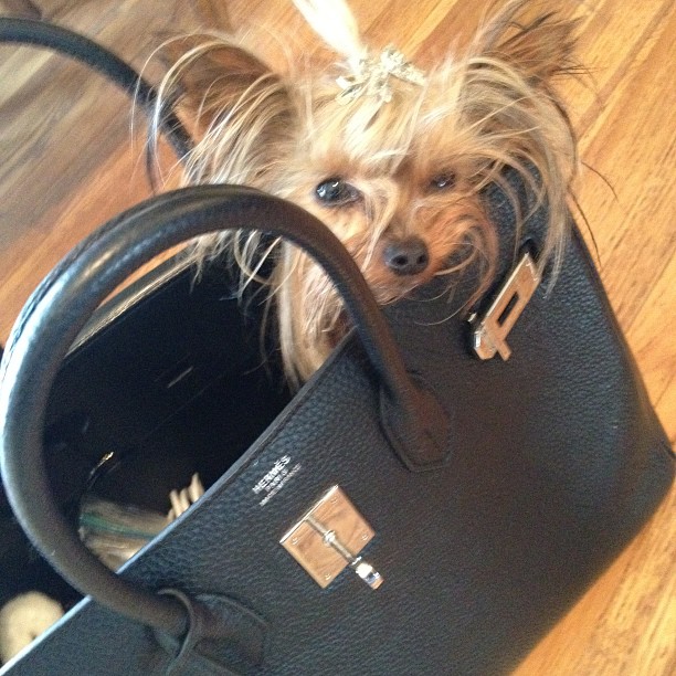 Maggie_in_purse