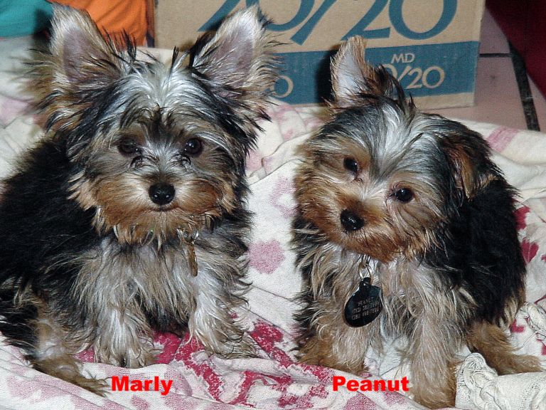 Marly_an_Peanut