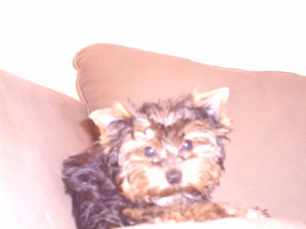 Matise_puppy