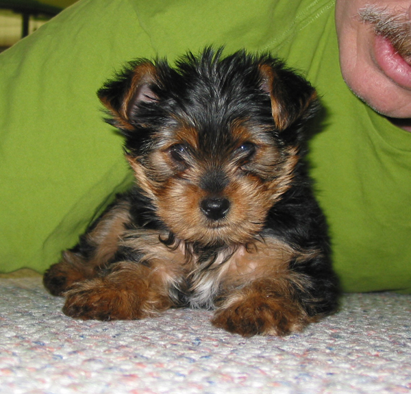 Mattie_8wks_YT