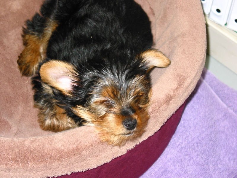 Mattie_9wks_YT