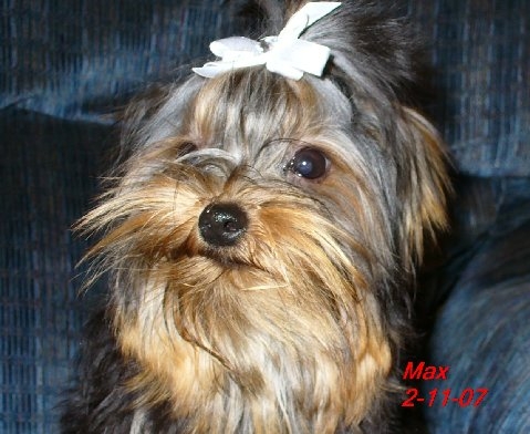 Maxwell1