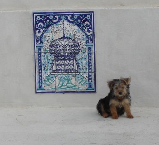 MiTzI_On_Roof