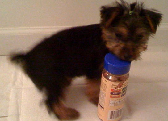 Mia_at_10_weeks