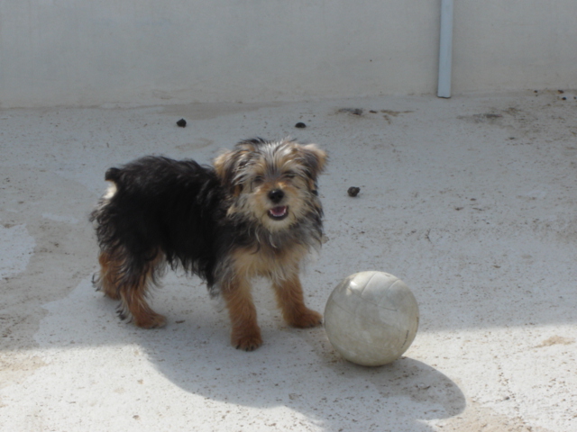 MitZi_Ball