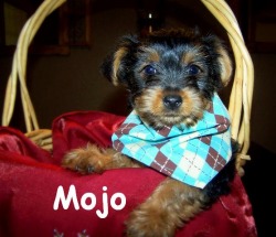 Mojo_puppy