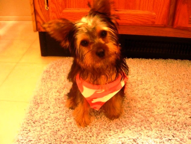 Molly_2_071007