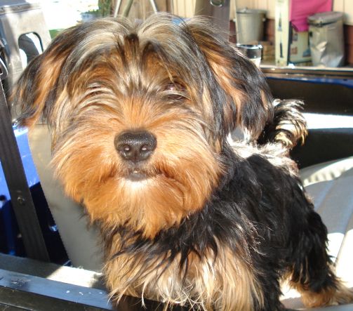 Murphy_s_ready_for_a_close_up