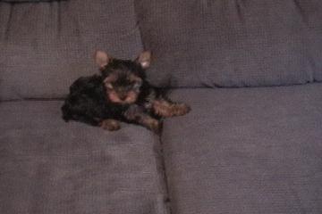 My_furry_babies_005