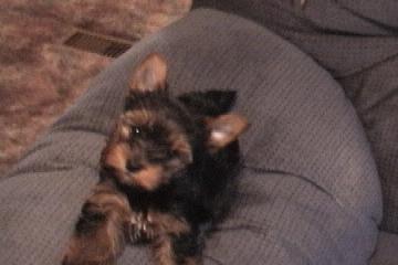 My_furry_babies_018